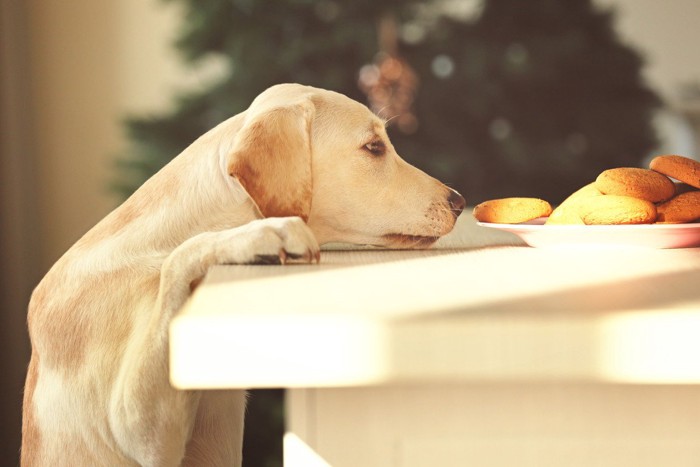 テーブルの上のクッキーを見る犬