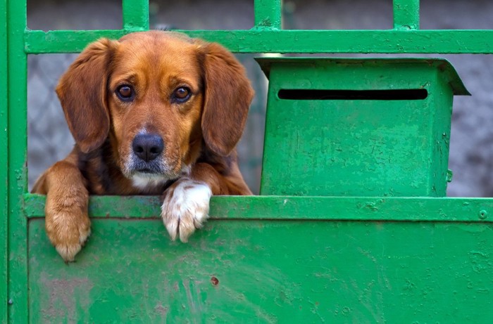 門から悲しそうな顔を見せる犬