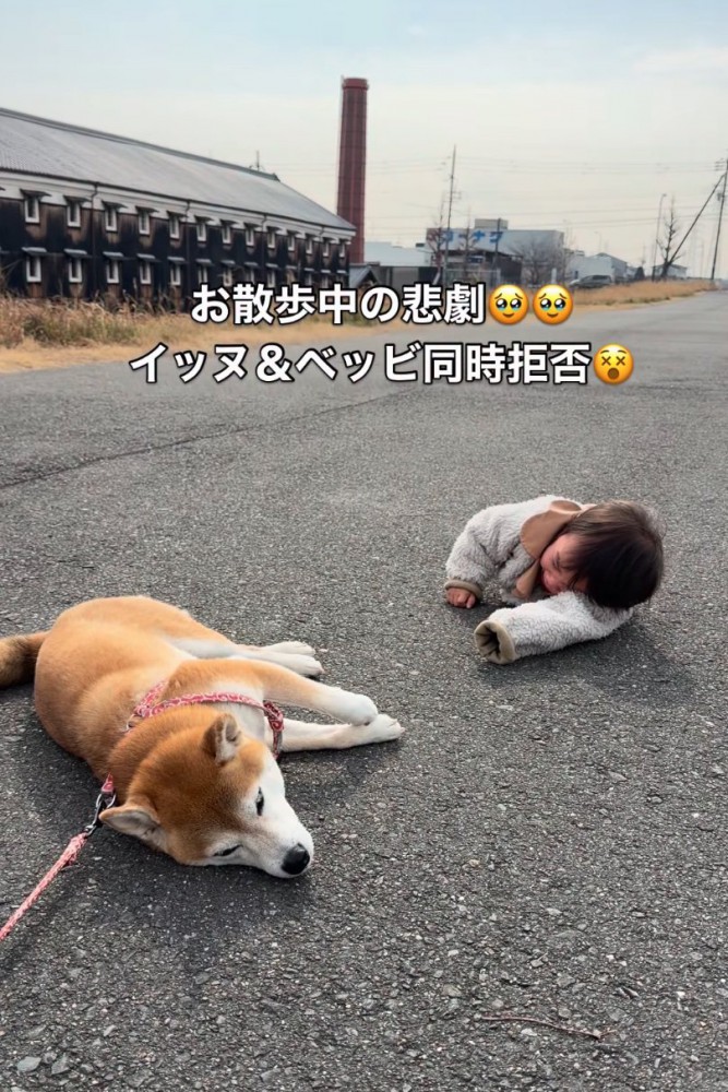 地面に寝転がる女の子と柴犬