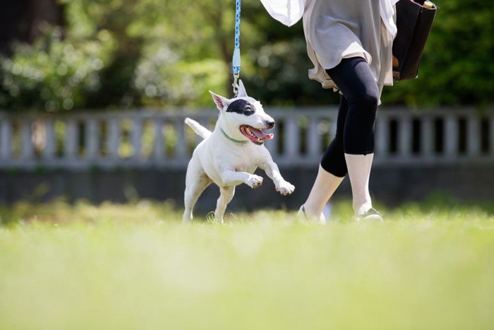 散歩で走る犬