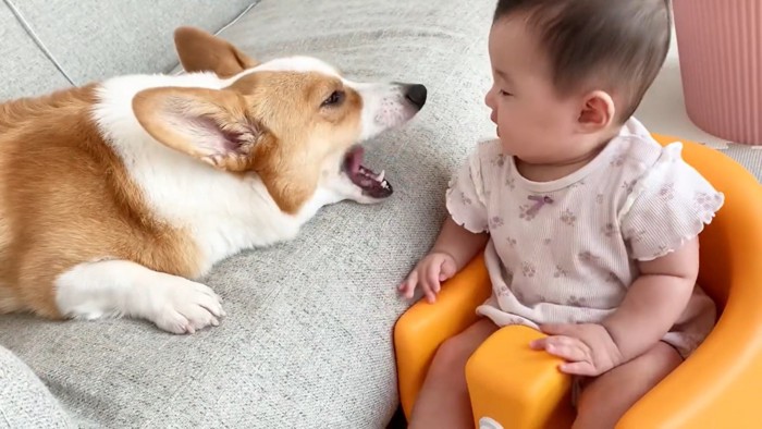 あくびする犬と赤ちゃん