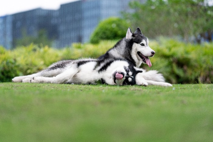 2頭のハスキー犬