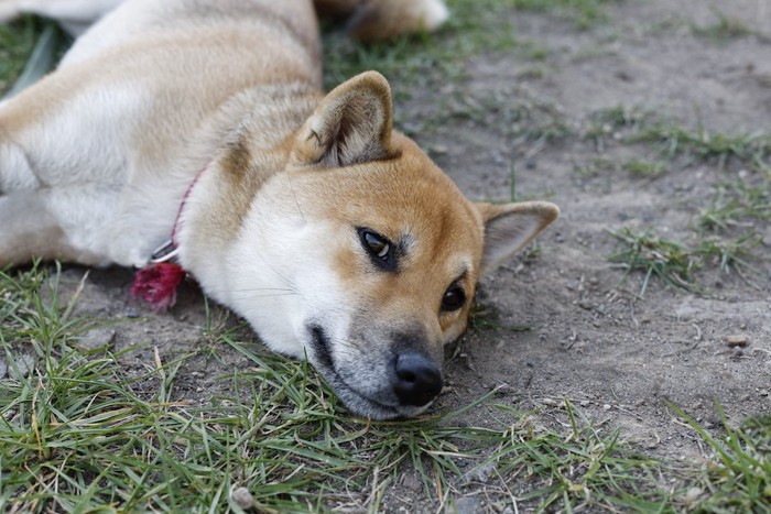 地面に寝そべっている柴犬