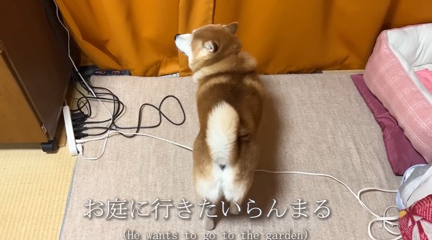 窓のそばにたたずむ犬