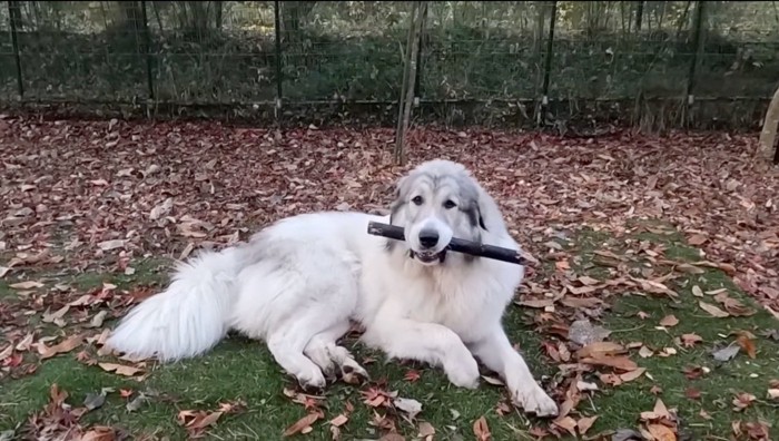 太い棒を口に咥えて寝転がる犬