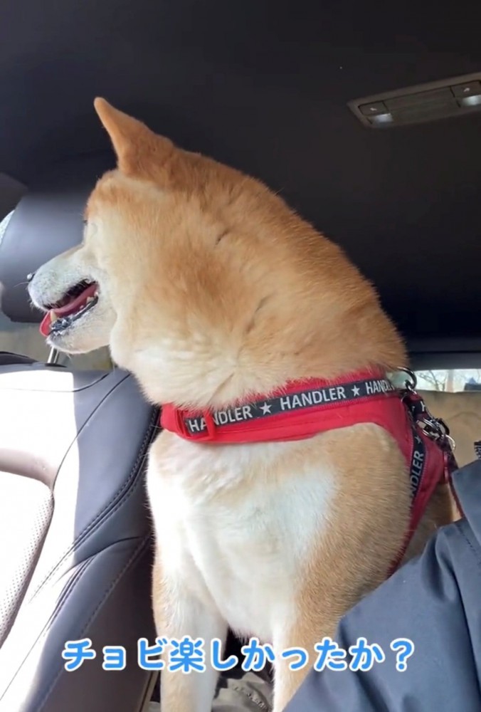 車内で楽しそうに外を眺める犬