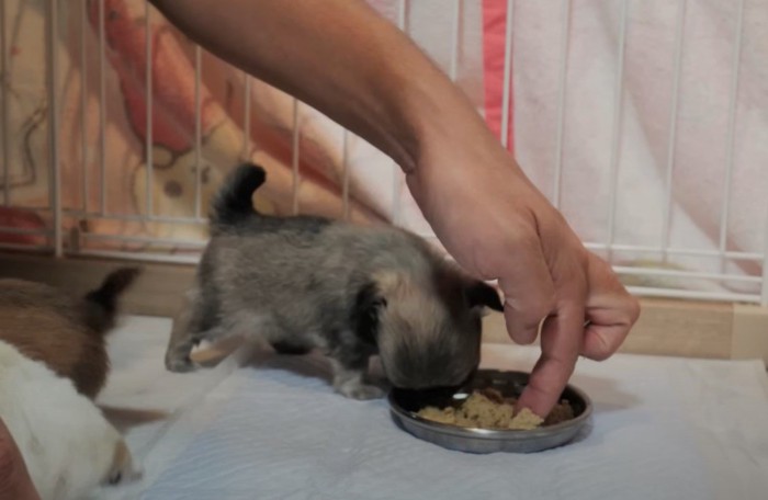 離乳食を食べる子犬