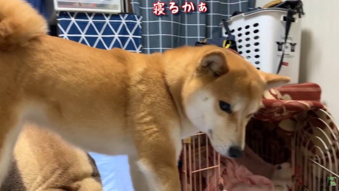 「しょうがないな~、寝るか」