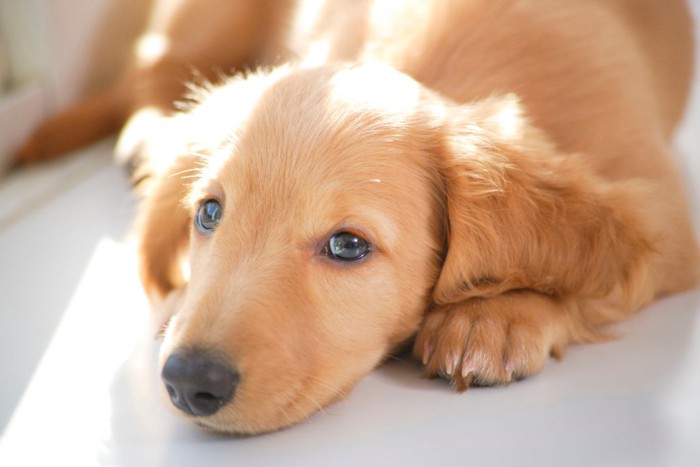 リラックスしている子犬