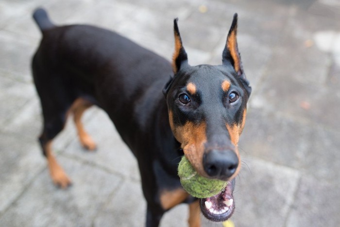 凄く大きな犬