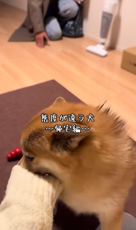 あずきちゃんの歓迎ぶりの差3