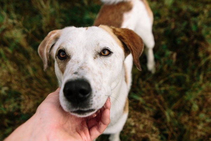 垂れ耳の犬のアゴに手をおく