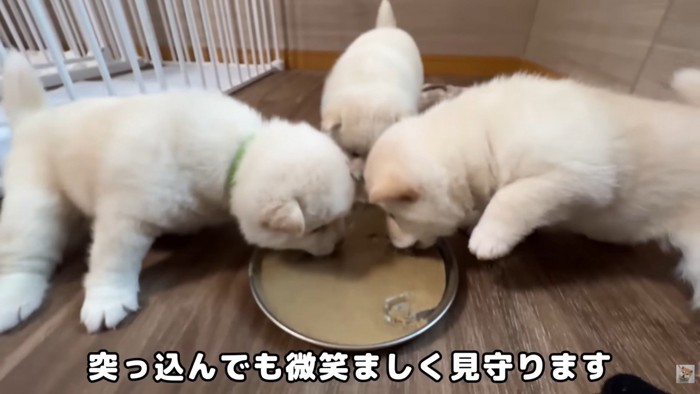 一生懸命お食事中