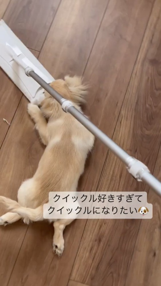 お掃除ワイパーと犬