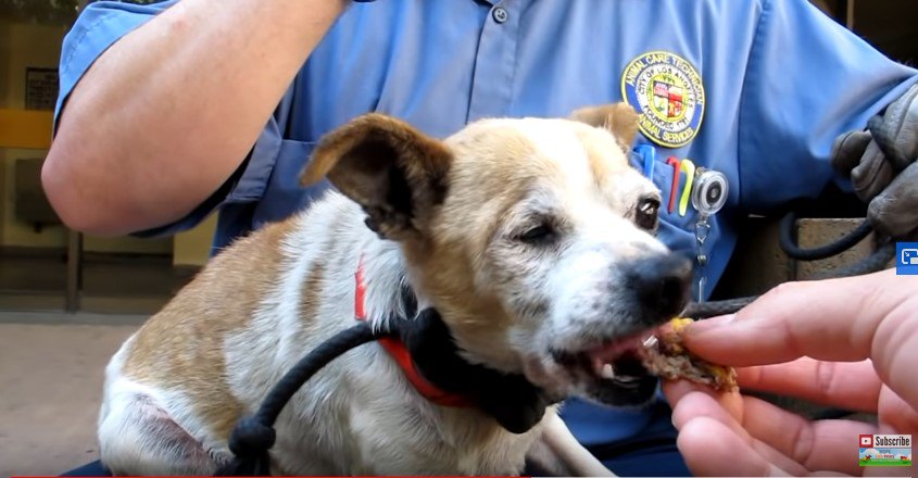 人のひざに座って食べる犬