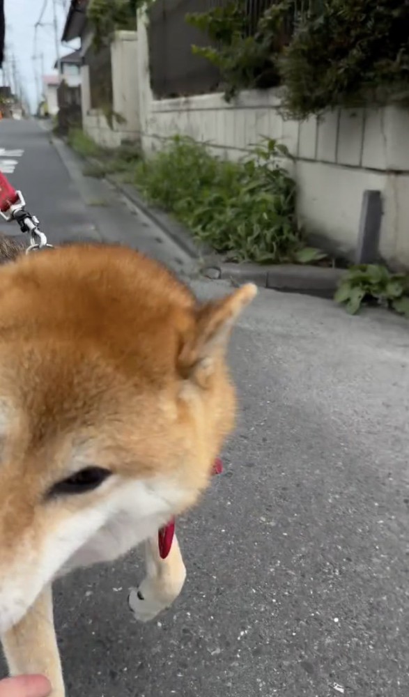 チラリ