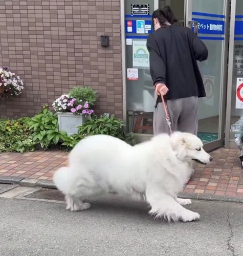 腰を下げて抵抗する犬