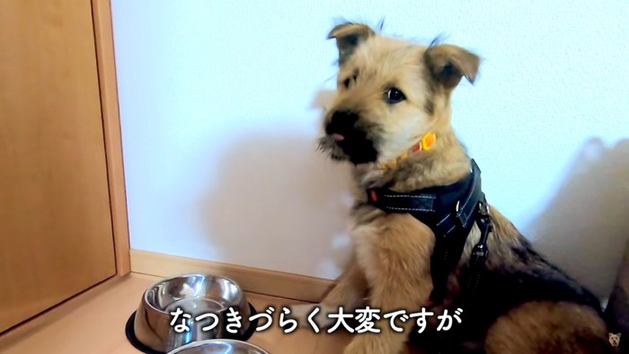 飼い犬生活が始まります