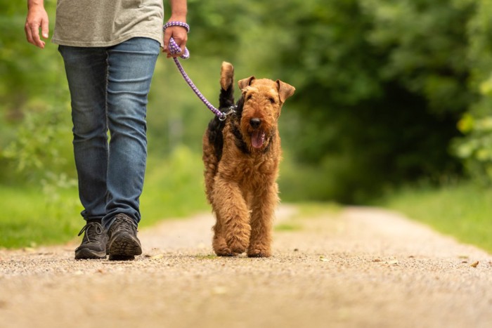 散歩中の犬