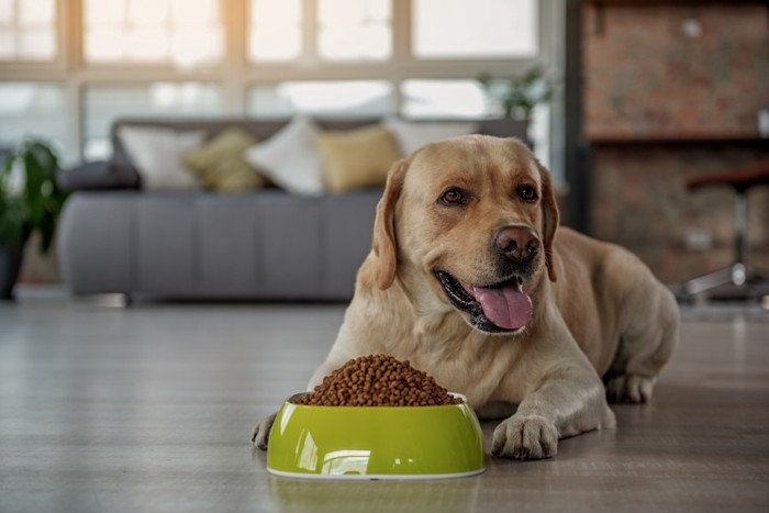 大盛りのご飯の前で伏せている犬