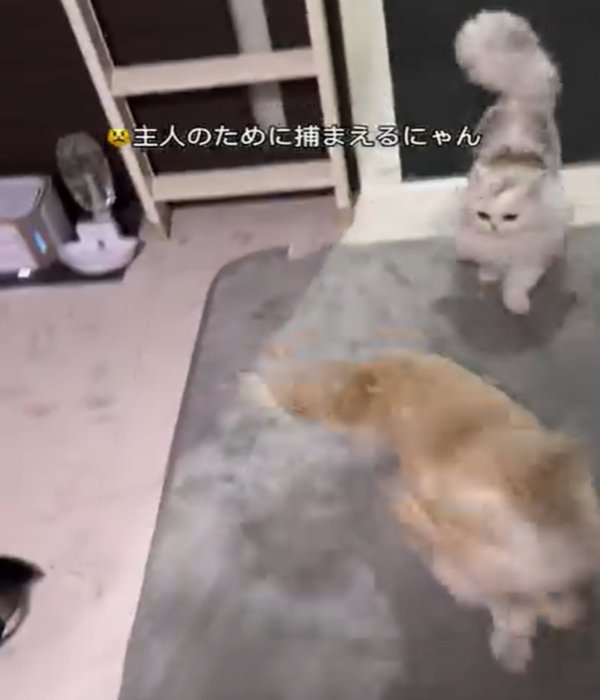 犬を追いかける猫2