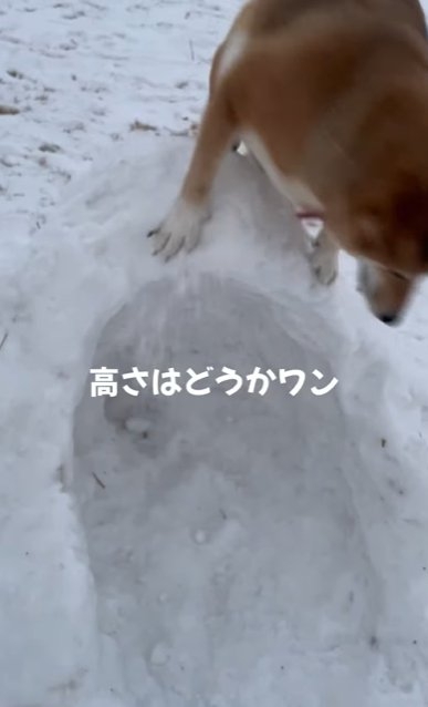 かまくらに上る柴犬