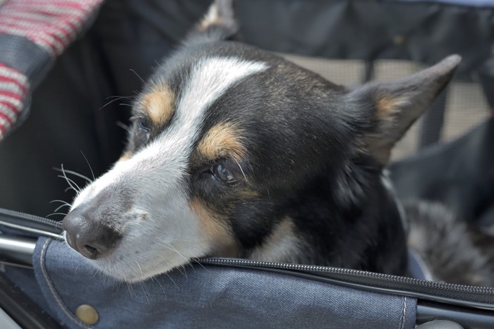 寂しそうな犬