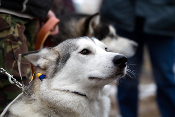 鎖状の首輪とハーネスをしたハスキー