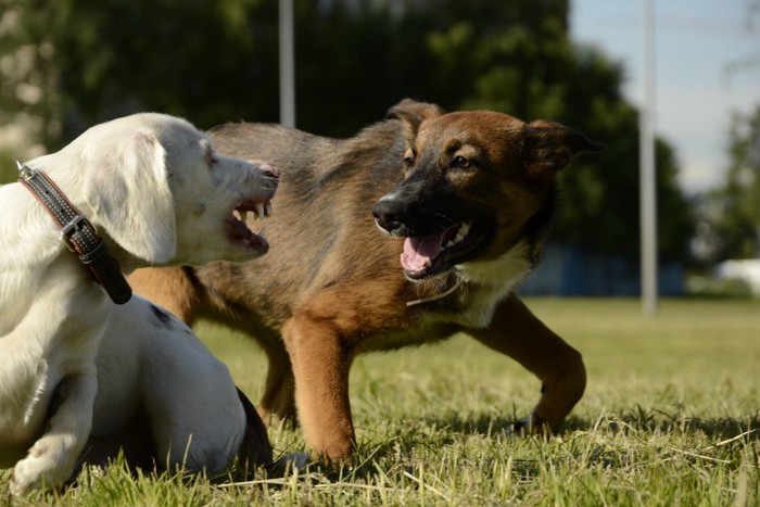 白犬が茶犬に唸る