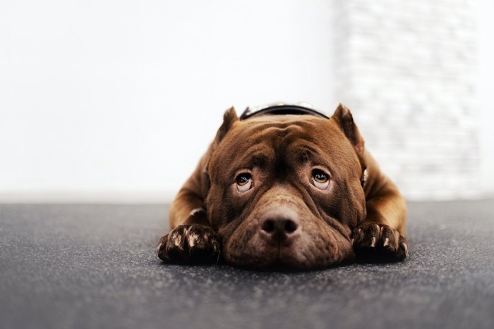 伏せて上目遣いをする犬