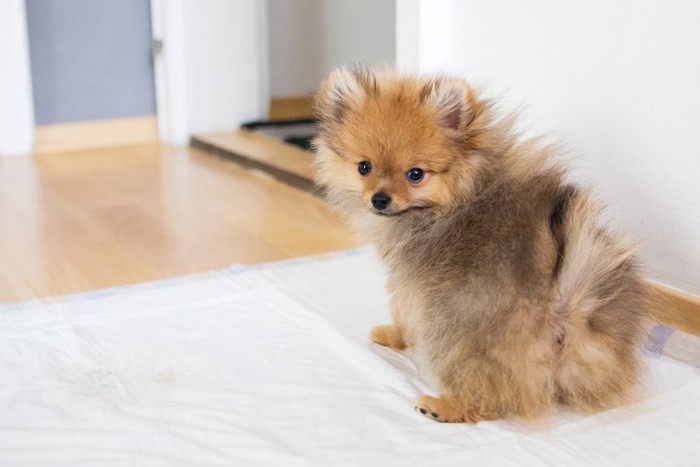 シートで排泄する子犬が振り向く