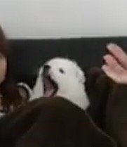 毛布の中で大きく口を開ける子犬