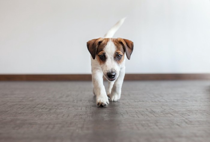 部屋を歩き回る子犬