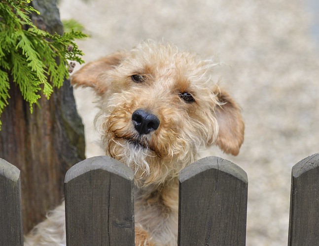 柵から見つめてくる犬