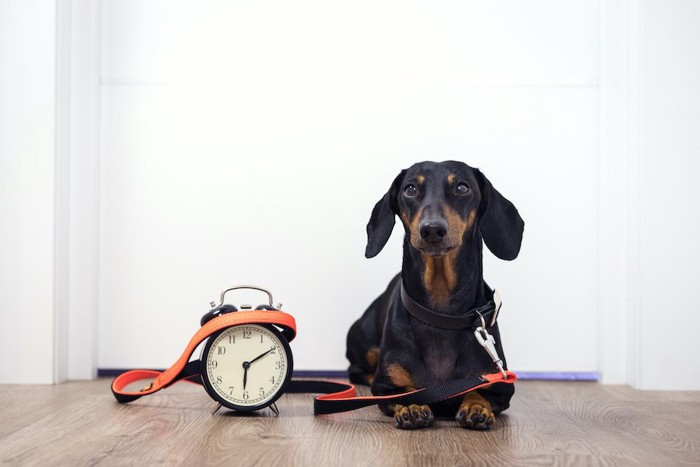 時計の隣に座って玄関で待つ犬