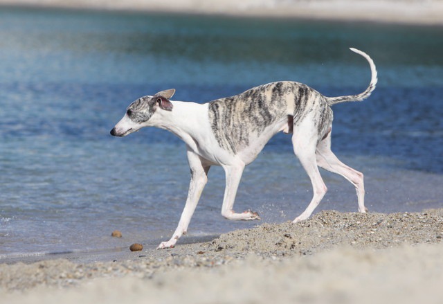 泳ぎが苦手な犬のウィペット