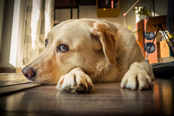 横目で見る犬