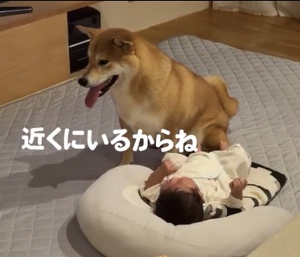 赤ちゃんのそばに座る犬