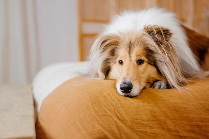 クッションの上で伏せているラフ・コリー