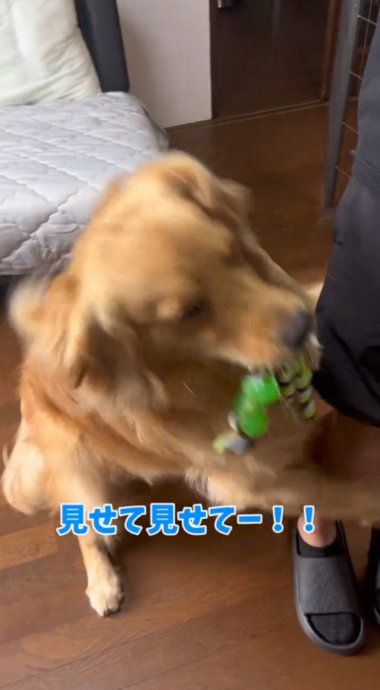 おもちゃを咥えて男性の足にしがみつく犬