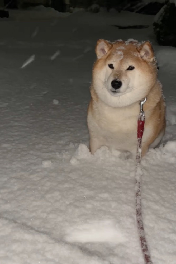 少しだけ体を傾ける柴犬