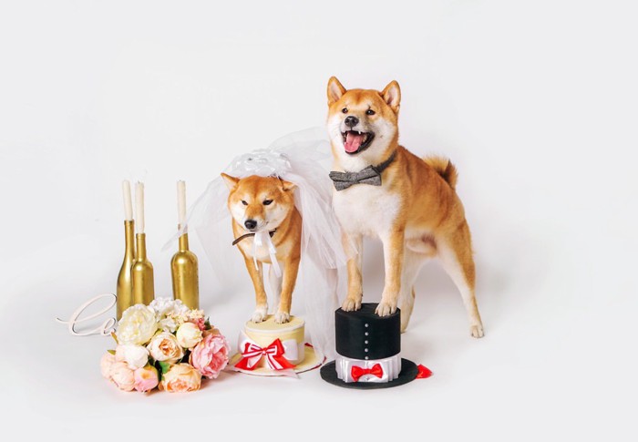 BRIDE柴犬