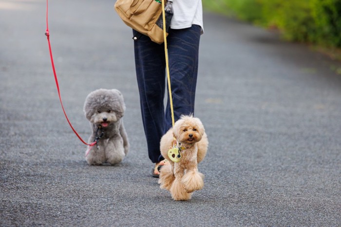 仲良く散歩する2頭の犬