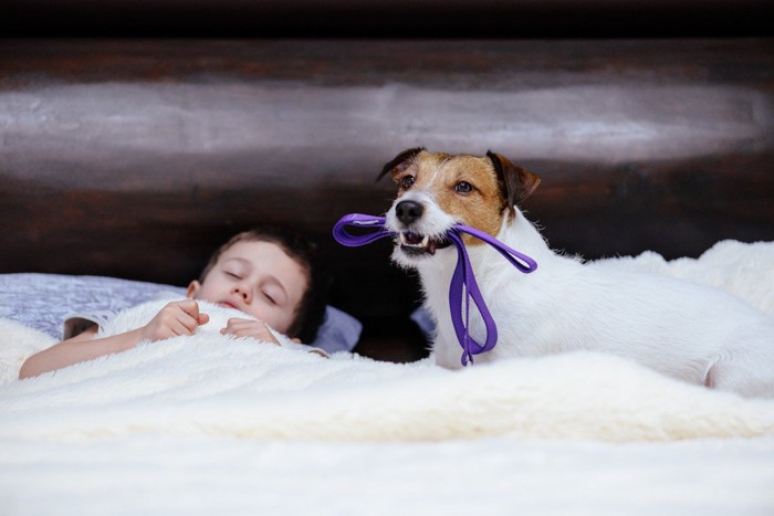 散歩に行こうと起こす犬