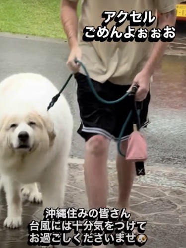 焦りは見えないアクセルさん