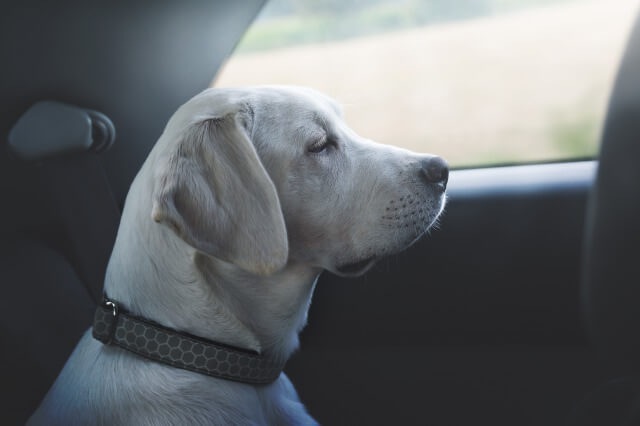 133963764  寂しそうな車内の犬