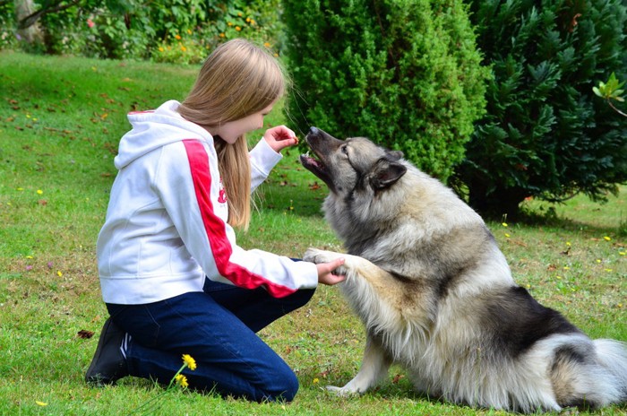 おやつでしつけられる犬