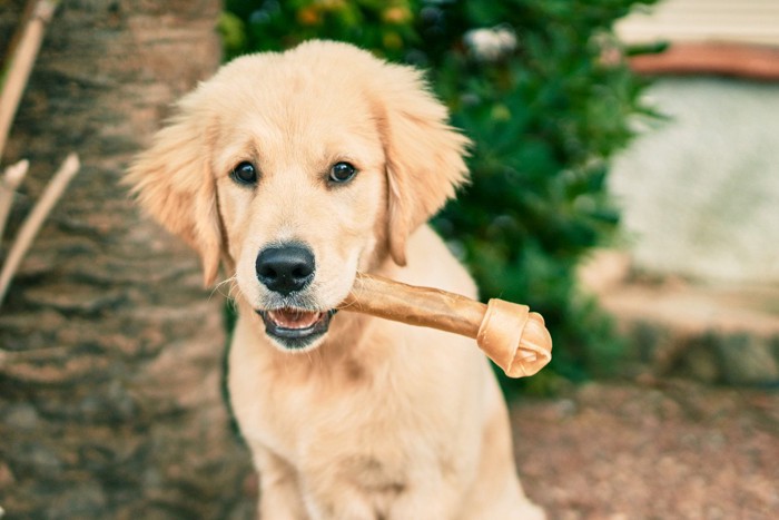 骨をくわえた子犬