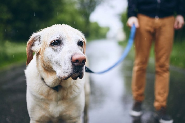 雨の中散歩をする犬