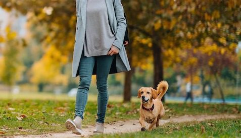 紅葉の中を飼い主と散歩する犬